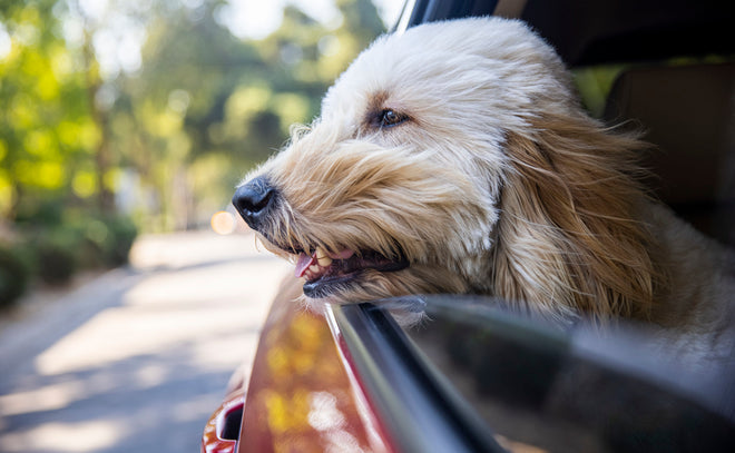 How to Travel with a Dog
