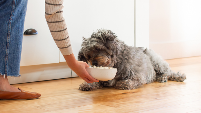 Vet & Education Team Food Picks