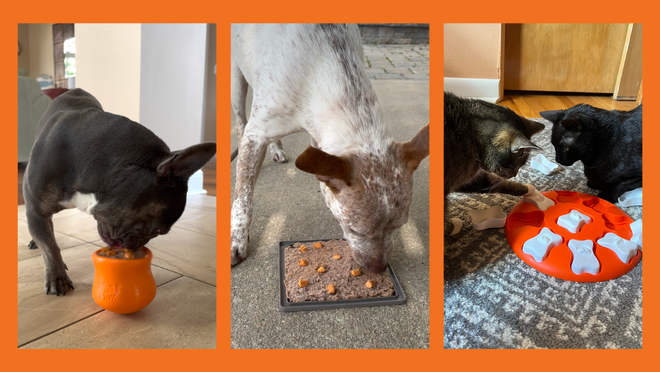 Photo showing three enrichment ideas for dogs and cats