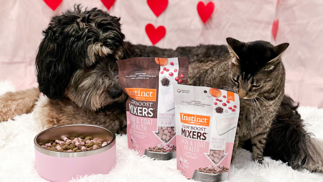A dog and cat with Mixers