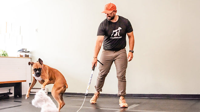 Sparking Motivation in Dog Training