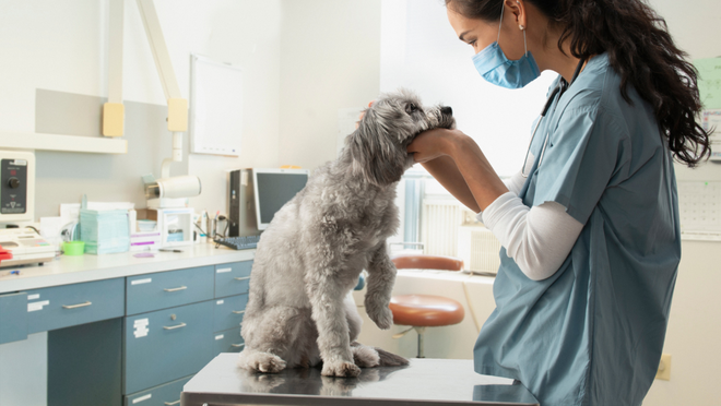 How to Talk to Your Vet About Raw Pet Food