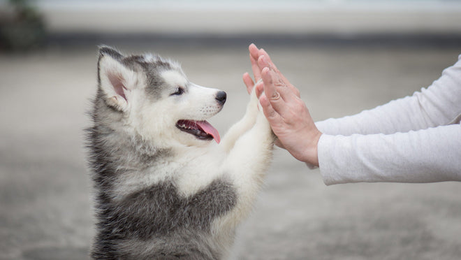 Start Your Puppy Off On The Right Paw