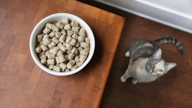 cat with freeze-dried raw food