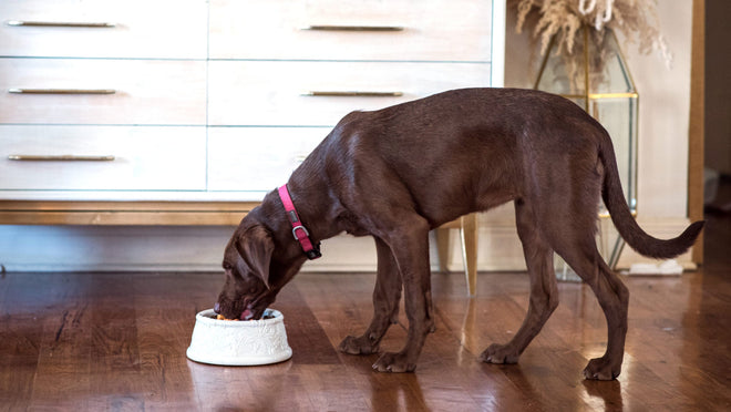 chocolate lab eating