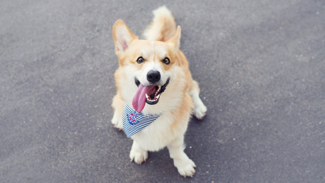 Cute image of a corgi