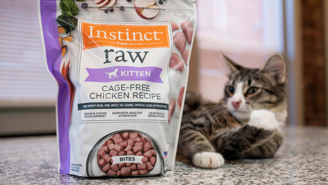 A kitten with a bag of raw food