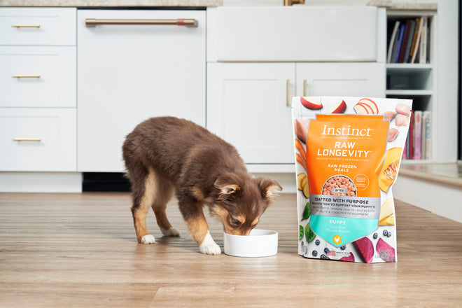 puppy eating raw food