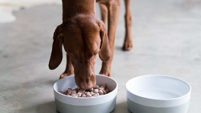 a dog eating raw food