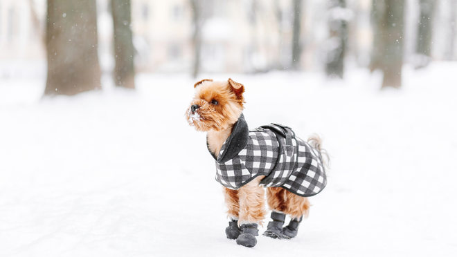 Dog in a winter coat and boots
