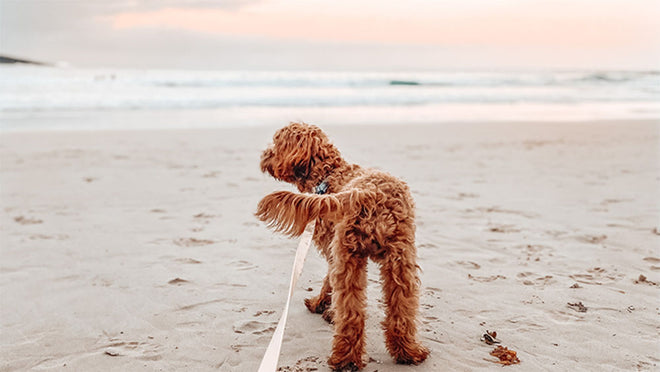 Bark-tastic Tips for Summer