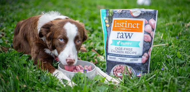 5 Ways to Help Your Pup Beat Their Seasonal Allergies