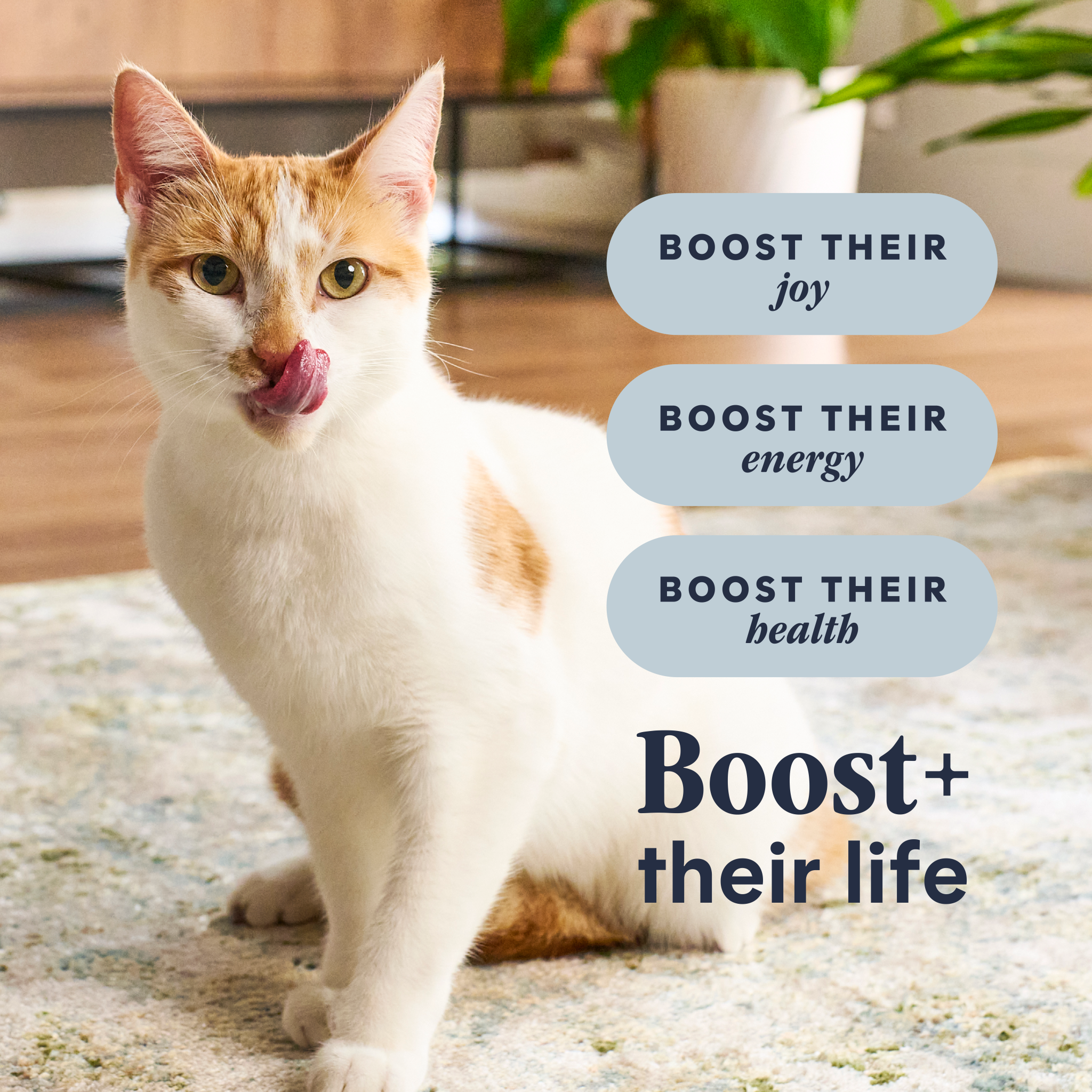 Raw Boost Kibble Real Chicken Recipe