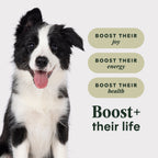 RawBoost+ Whole Grain Kibble for Puppies Chicken Recipe