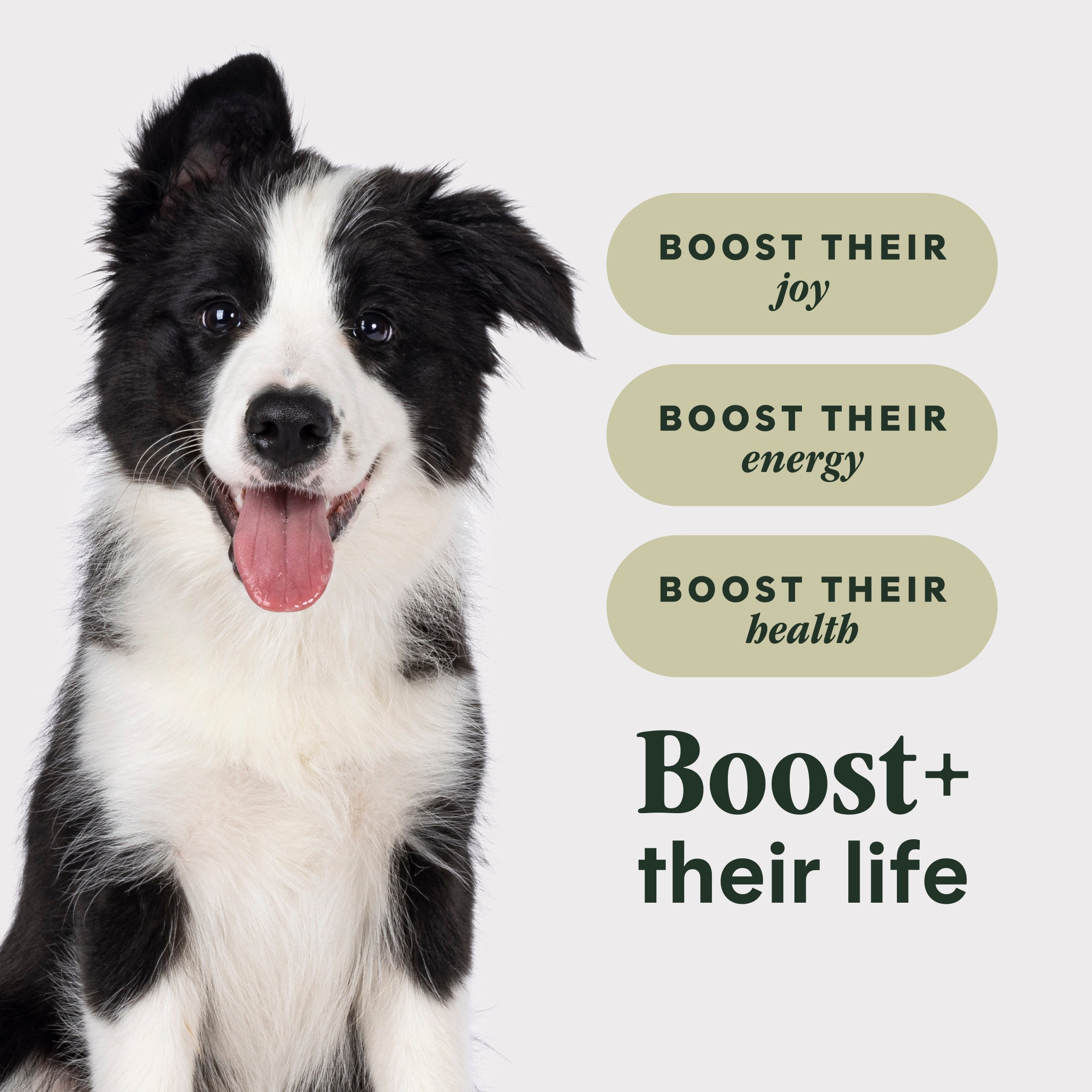 RawBoost+ Whole Grain Kibble for Puppies Chicken Recipe