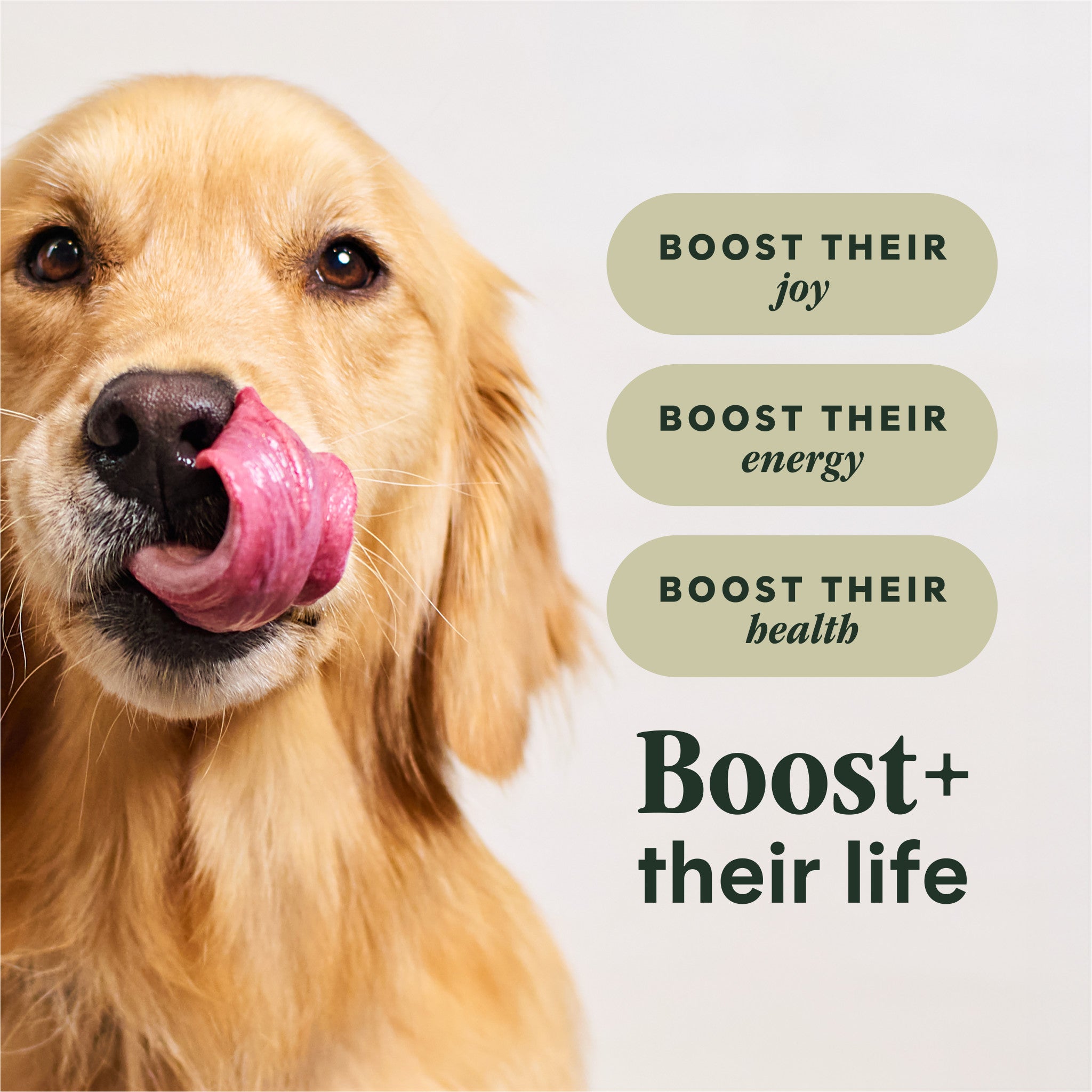 RawBoost+ Kibble Real Salmon Recipe