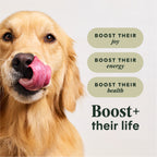 RawBoost+ Kibble Real Chicken Recipe