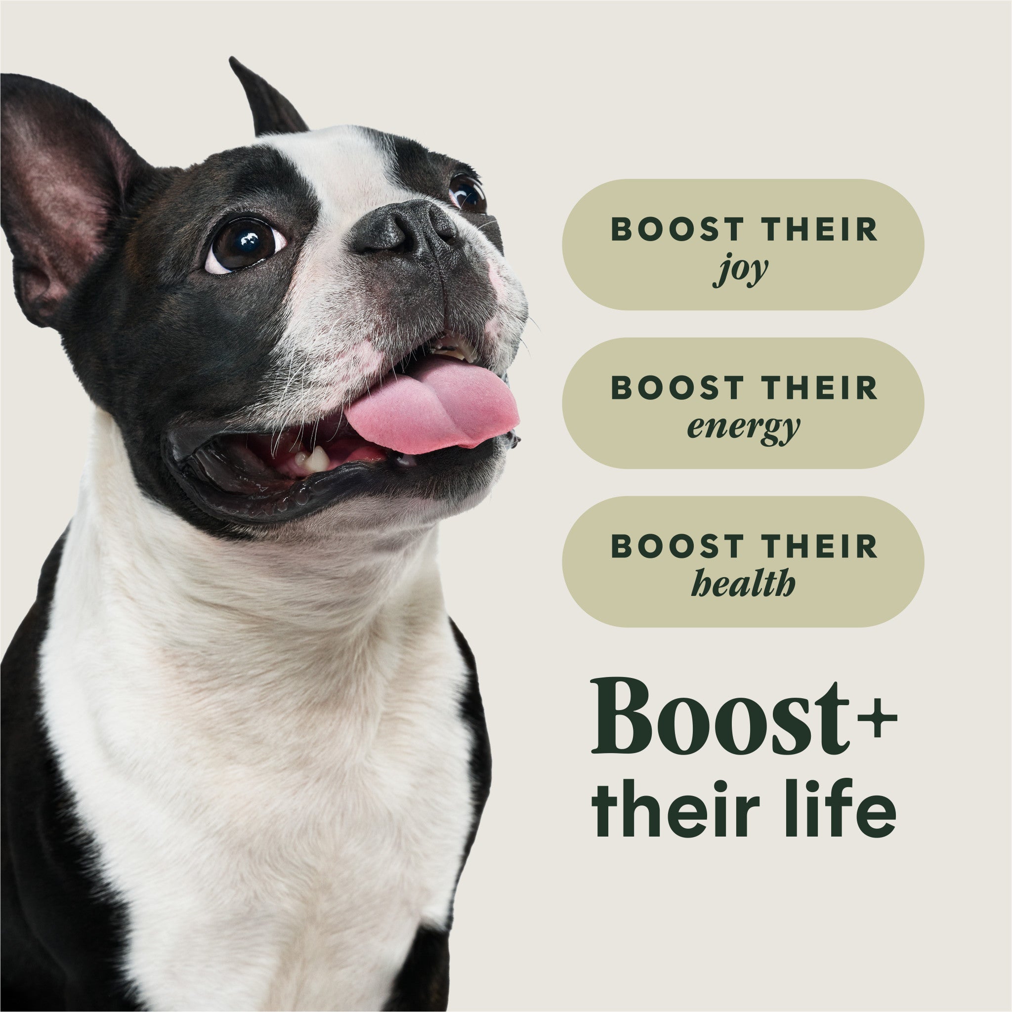 RawBoost+ Kibble for Small Breed Dogs Real Beef Recipe