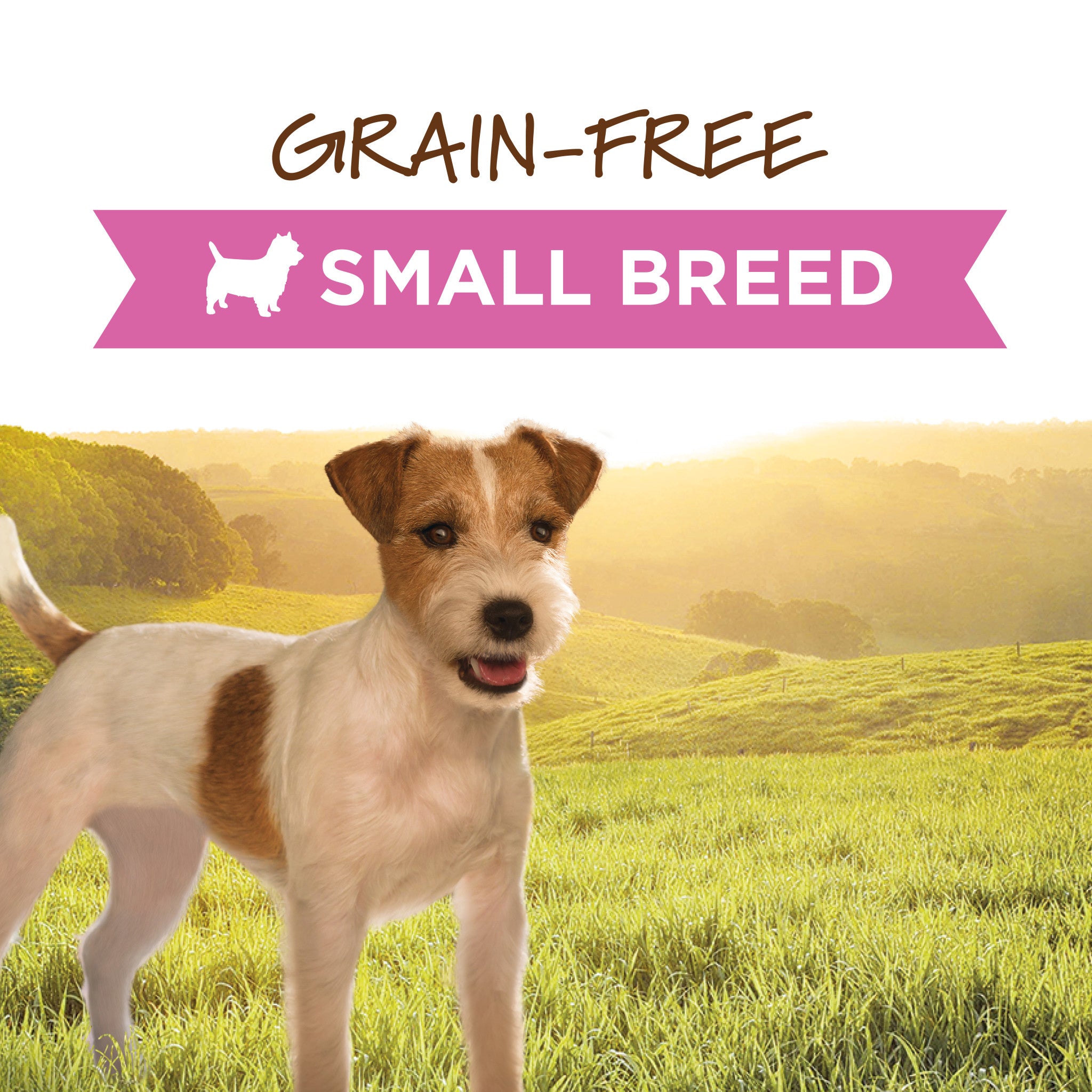 Original Wet Food for Small Breed Dogs Real Beef Recipe