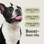 RawBoost+ Kibble for Small Breed Dogs Real Chicken Recipe