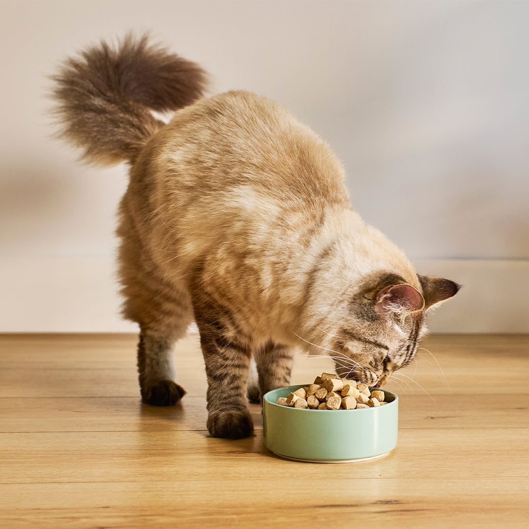 FreshDried Raw Meals for Cats
