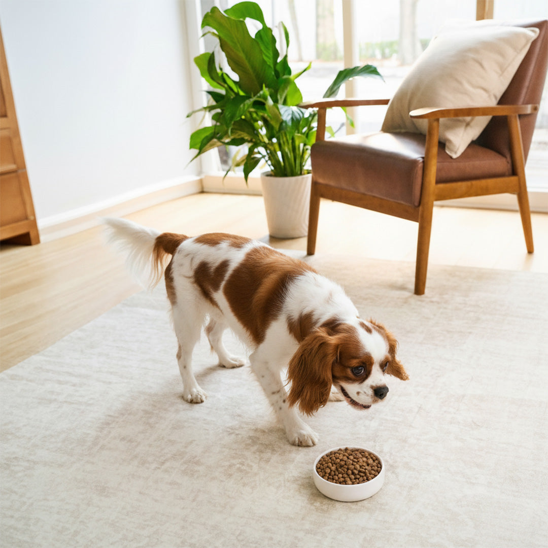 Limited Ingredient Diet Kibble for Dogs