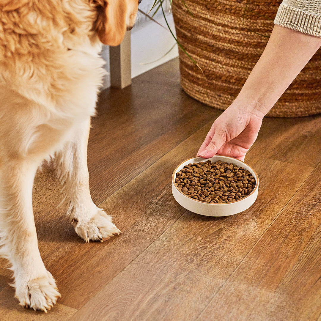 Original Kibble for Dogs