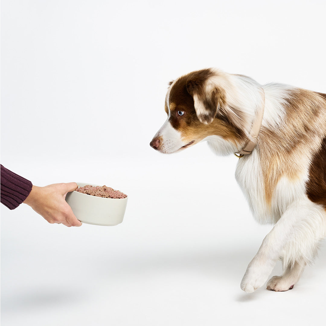 Original Wet Food for Dogs