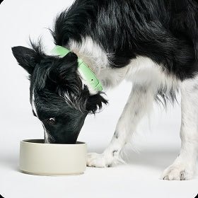 Dog enjoying Instinct raw nutrition