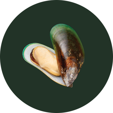 Green-Lipped Mussel