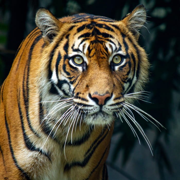 A tiger — Instinct was inspired by feeding raw diets to big cats