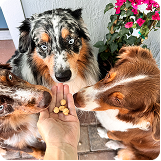 Pet photo 6