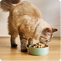 Pet photo 3