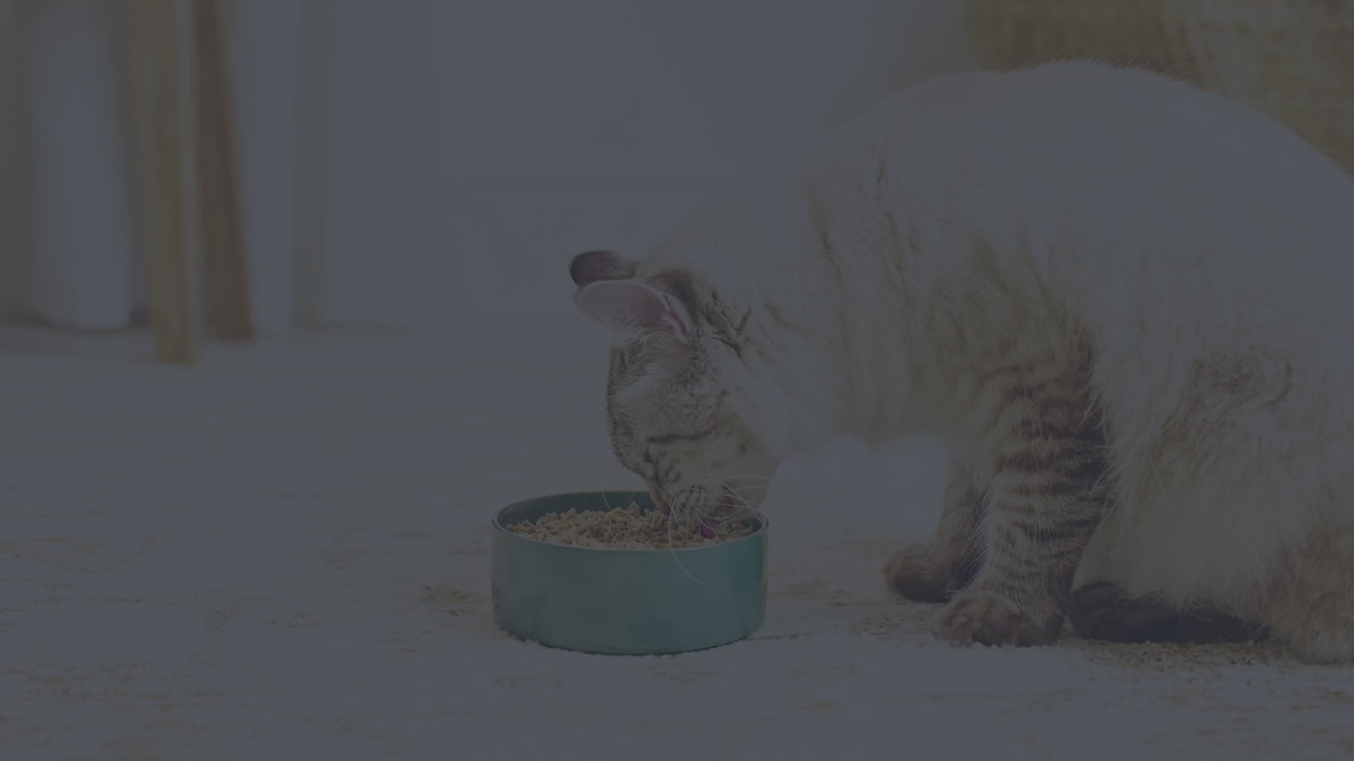 FreshDried Patés Rabbit Recipe