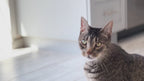 Raw Boost Kibble Indoor Health Recipe with Real Chicken