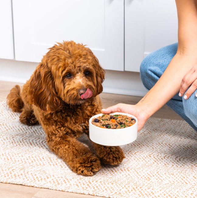 Veterinary professional with pet